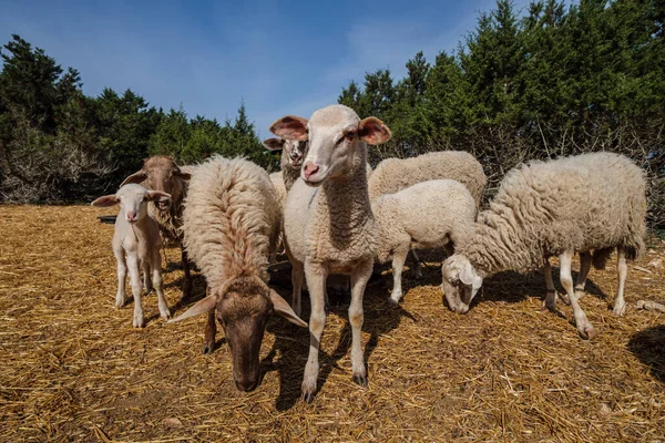 Troupeau Moutons Dans Champ Formentera Îles Pitiusas Communauté Baléare Espagne — Photo