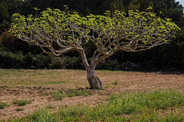 Fig Tree Formentera Pitiusas Islands Balearic Community Espanha — Fotografia de Stock