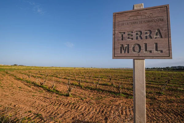 Terramollワイナリーのブドウ畑 Mola Formentera Pitius Islands Balearic Community スペイン — ストック写真