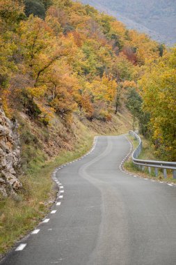 Sonbaharda meşe koruluğundan geçen yol, Las Merindades, Burgos, İspanya