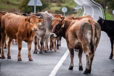 Yolu kapatan inek sürüsü, Mata de Hoz, municipio de Valdeolea, Cantabria, İspanya