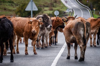 Yolu kapatan inek sürüsü, Mata de Hoz, municipio de Valdeolea, Cantabria, İspanya