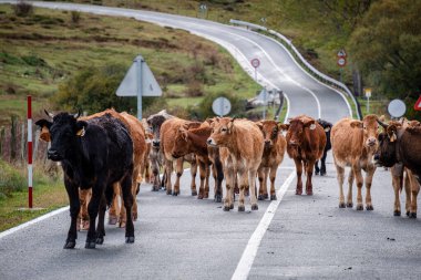 Yolu kapatan inek sürüsü, Mata de Hoz, municipio de Valdeolea, Cantabria, İspanya