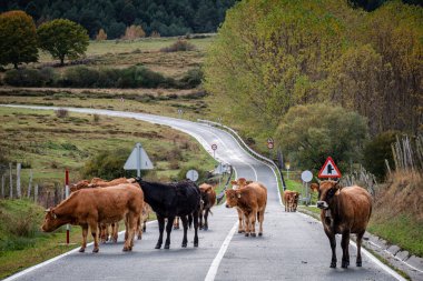 Yolu kapatan inek sürüsü, Mata de Hoz, municipio de Valdeolea, Cantabria, İspanya