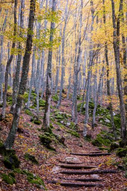 Tejeda de Tosande. Fuentes Carrionas Doğal Parkı, Fuente Cobre- Palentina Dağı. Palencia, İspanya