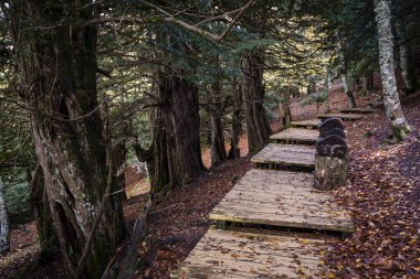 Centennial porsukları, Tejeda de Tosande. Fuentes Carrionas Doğal Parkı, Fuente Cobre- Palentina Dağı. Palencia, İspanya