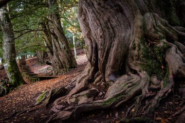 Centennial porsukları, Tejeda de Tosande. Fuentes Carrionas Doğal Parkı, Fuente Cobre- Palentina Dağı. Palencia, İspanya