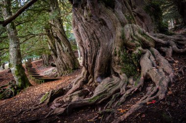Centennial porsukları, Tejeda de Tosande. Fuentes Carrionas Doğal Parkı, Fuente Cobre- Palentina Dağı. Palencia, İspanya