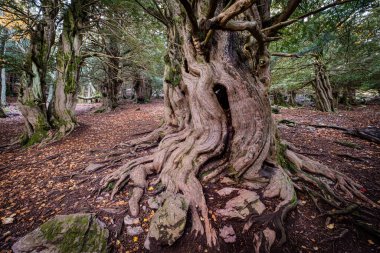 Centennial porsukları, Tejeda de Tosande. Fuentes Carrionas Doğal Parkı, Fuente Cobre- Palentina Dağı. Palencia, İspanya