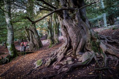 Centennial porsukları, Tejeda de Tosande. Fuentes Carrionas Doğal Parkı, Fuente Cobre- Palentina Dağı. Palencia, İspanya
