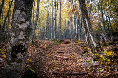 Tejeda de Tosande. Fuentes Carrionas Doğal Parkı, Fuente Cobre- Palentina Dağı. Palencia, İspanya