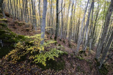 Tejeda de Tosande. Fuentes Carrionas Doğal Parkı, Fuente Cobre- Palentina Dağı. Palencia, İspanya