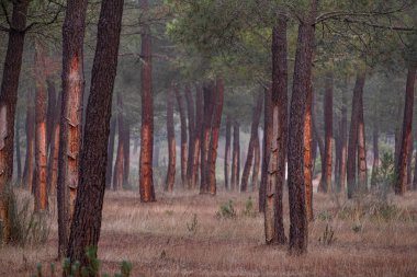 Pinus Pinaster ormanında reçine çıkarma, Montes de Coca, Segovia, İspanya