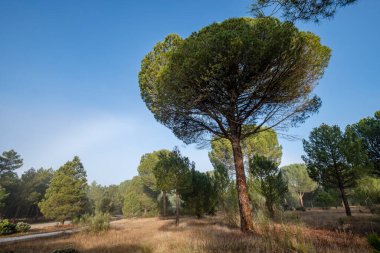 Pinus Pinaster ormanında reçine çıkarma, Montes de Coca, Segovia, İspanya