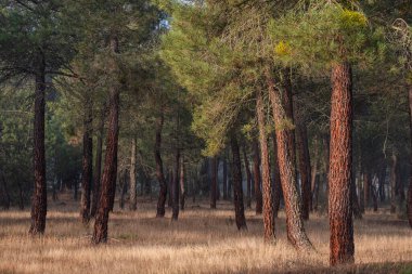 Pinus Pinaster ormanında reçine çıkarma, Montes de Coca, Segovia, İspanya