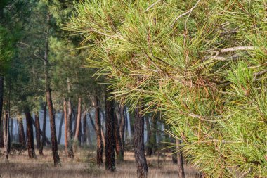 Pinus Pinaster ormanında reçine çıkarma, Montes de Coca, Segovia, İspanya