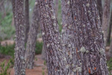 La Mola Ormanı, Formentera, Pitiusas Adaları, Balear Topluluğu, İspanya