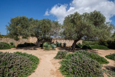 Cap de Barbaria şaraphanelerinde zeytin, Formentera, Pitiusas Adaları, Balear Community, İspanya