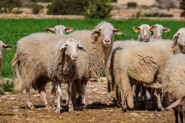 Bir tarlada koyun sürüsü, Formentera, Pitiusas Adaları, Balear Community, İspanya