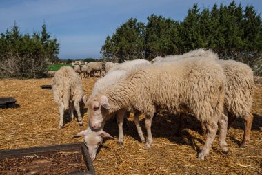 Bir tarlada koyun sürüsü, Formentera, Pitiusas Adaları, Balear Community, İspanya