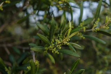 Olive Field, Formentera, Pitiusas Adaları, Balear Community, İspanya