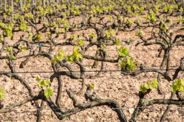 Terramoll şaraphanesi, La Mola, Formentera, Pitiusas Adaları, Balear Community, İspanya