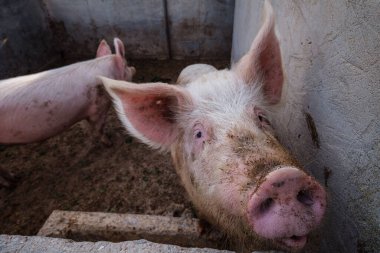 Domuz ağılında, Formentera, Pitiusas Adaları, Balear Community, İspanya