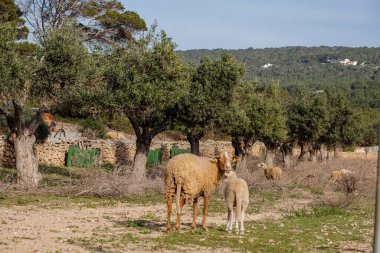 Bir zeytin korusunda koyun, Formentera, Pitiusas Adaları, Balear Community, İspanya