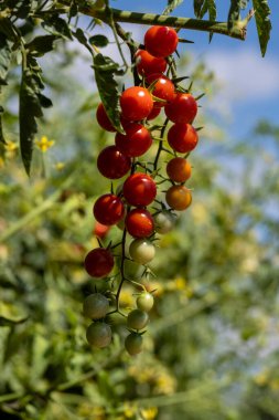 Mallorca, Balearic Adaları, İspanya