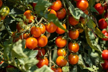 Mallorca, Balearic Adaları, İspanya