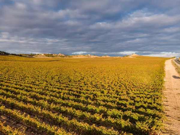 Campo Vinhas Aranda Duero Província Burgos Espanha — Fotografia de Stock