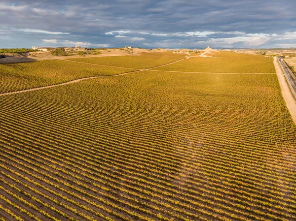 Pole Winorośli Aranda Duero Prowincja Burgos Hiszpania — Zdjęcie stockowe