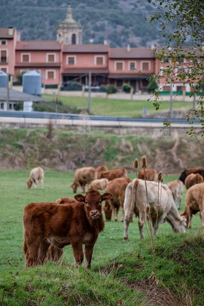 Manada Vacas Terneros Pozo Agua Santo Domingo Silos Provincia Burgos —  Fotos de Stock