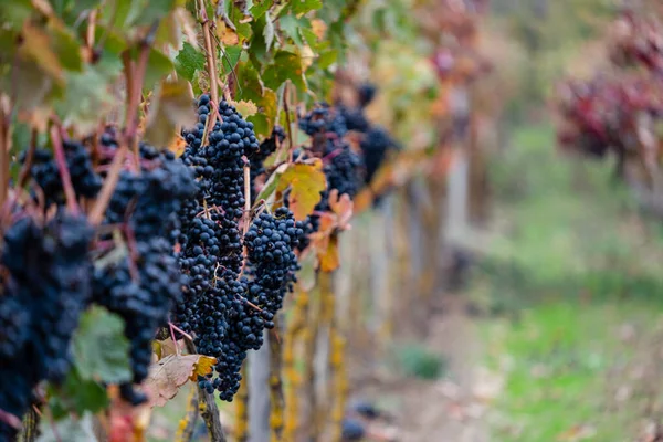 stock image Autumnal vines near Cubillo de Ebro, Valderredible, Cantabria, Spain