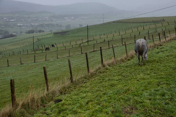 Atlarla Çevrili Mataporquera Cantabria Spanya — Stok fotoğraf