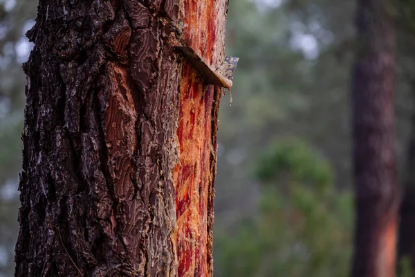 Видобуток Смоли Сосновому Лісі Pinus Pinaster Montes Coca Segovia Spain — стокове фото
