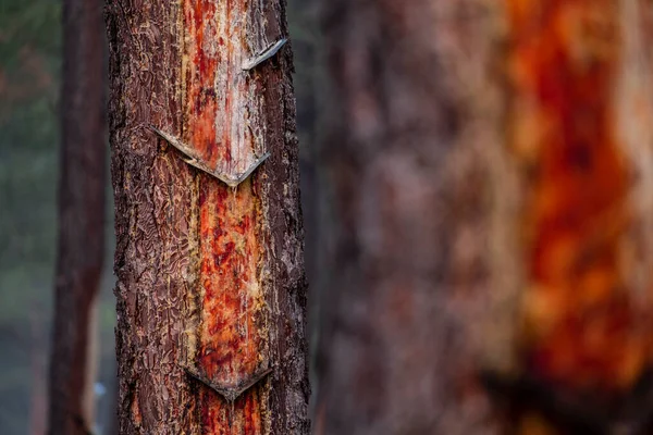 Gyanta Kitermelése Pinus Pinaster Erdőben Montes Coca Segovia Spanyolország — Stock Fotó