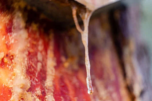 西班牙蒙特哥皮努斯针叶树森林中树脂的提取 — 图库照片