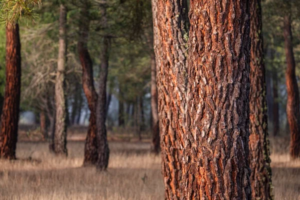 stock image resin extraction in a Pinus pinaster forest, Montes de Coca, Segovia, Spain