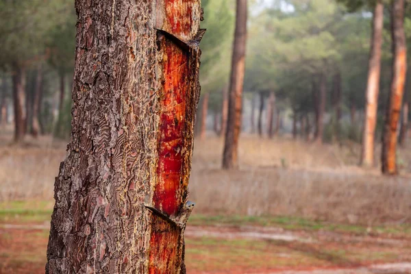 Extração Resina Uma Floresta Pinus Pinaster Montes Coca Segovia Espanha — Fotografia de Stock