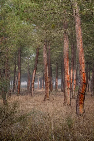 Extração Resina Uma Floresta Pinus Pinaster Montes Coca Segovia Espanha — Fotografia de Stock