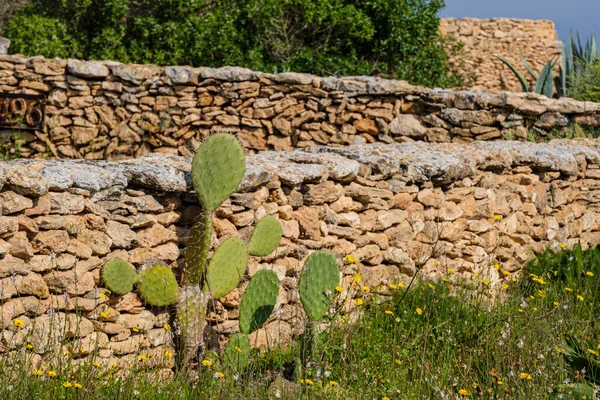 Tarım Arazileri Için Geleneksel Taş Duvarlar Can Marroig Formentera Pitiusas — Stok fotoğraf