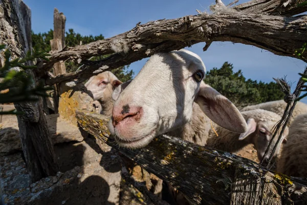 Kudde Schapen Een Veld Formentera Pitiusas Eilanden Balearen Spanje — Stockfoto