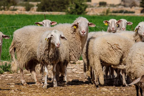 Bir Tarlada Koyun Sürüsü Formentera Pitiusas Adaları Balear Community Spanya — Stok fotoğraf