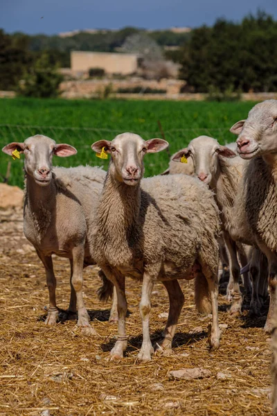 西班牙巴利阿里社区 皮提瓦斯群岛 福门特拉 田野里的一群羊 — 图库照片