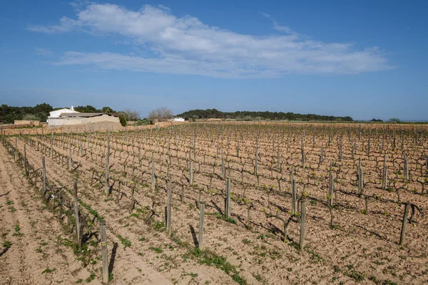Winnice Winnicy Terramoll Mola Formentera Wyspy Pitiusas Wspólnota Balearów Hiszpania — Zdjęcie stockowe