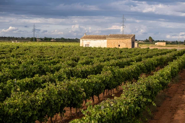 Rijen Wijngaarden Gereedschapshuis Santa Maria Del Cami Mallorca Balearen Spanje — Stockfoto
