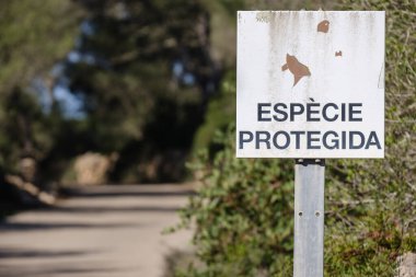 Kalçalı kaplumbağalar, Llucmajor, Mallorca, Balear Adaları, İspanya