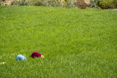Mujeres trabadaddo en el huerto, Amellagou, gargantas de Imider, alto Atlas, Marruecos, Afrika