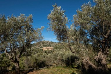 Balitx de D Alt, Fornalutx, Mallorca, Balear Adaları, İspanya